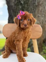 Summer- F1b Standard , a female Goldendoodle for sale in Frostproof, FL – 9 of 10
