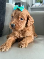 Savannah- F1b Standard , a female Goldendoodle for sale in Frostproof, FL – 5 of 8