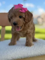Jewel- F1bb Toy , a male Goldendoodle for sale in Frostproof, FL – 4 of 10
