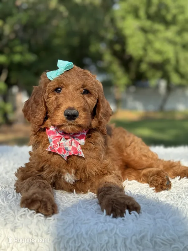 Celeste, a female Goldendoodle for sale in Frostproof, FL – 1 of 10