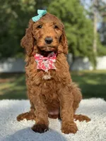 Celeste, a female Goldendoodle for sale in Frostproof, FL – 7 of 10
