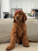 Gemma- F1b Standard , a female Goldendoodle for sale in Frostproof, FL – 10 of 10