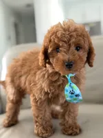 Jensen- F1b Mini, a male Goldendoodle for sale in Frostproof, FL – 5 of 10