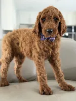 Milan- F1b standard , a male Goldendoodle for sale in Frostproof, FL – 7 of 10