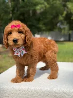 Rae- F1b Standard , a female Goldendoodle for sale in Frostproof, FL – 9 of 9