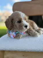 Jace- F1bb Toy, a male Goldendoodle for sale in Frostproof, FL – 5 of 10