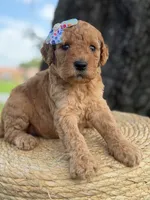 Lennon- F1b Medium , a female Goldendoodle for sale in Frostproof, FL – 9 of 10