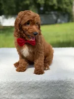 Tucker- F1b Mini , a male Goldendoodle for sale in Frostproof, FL – 9 of 10