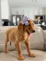 Arabella- F1 Standard 💜, a female Goldendoodle for sale in Frostproof, FL – 10 of 10