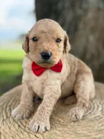 Levi- F1b Medium , a male Goldendoodle for sale in Frostproof, FL – 7 of 10