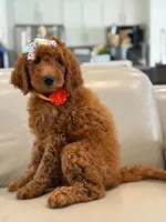 Ember- F1b Medium , a female Goldendoodle for sale in Frostproof, FL – 9 of 10