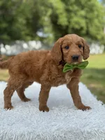 Aspen- F1 mini , a male Goldendoodle for sale in Frostproof, FL – 7 of 10