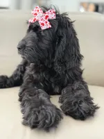 Diamond- F1 Standard, a female Goldendoodle for sale in Frostproof, FL – 4 of 10