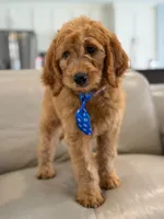 Enzo- F1B Medium, a male Goldendoodle for sale in Frostproof, FL – 4 of 10
