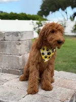 Winston- F1b Medium, a male Goldendoodle for sale in Frostproof, FL – 5 of 9