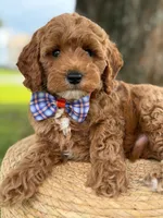 Luigi- F1b Toy, a male Goldendoodle for sale in Frostproof, FL – 6 of 10