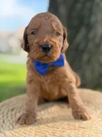 Luca- F1b Medium , a male Goldendoodle for sale in Frostproof, FL – 8 of 10