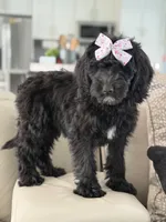 Onyx- F1 Standard , a female Goldendoodle for sale in Frostproof, FL – 9 of 10