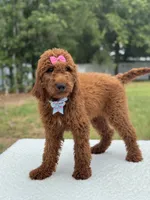 Camille- F1b Standard, a female Goldendoodle for sale in Frostproof, FL – 7 of 10
