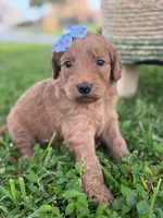 Lilah- F1b Medium, a female Goldendoodle for sale in Frostproof, FL – 3 of 10
