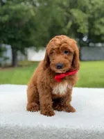 Tucker- F1b Mini , a male Goldendoodle for sale in Frostproof, FL – 5 of 10
