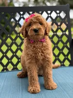 Giggles- F1b Medium , a female Goldendoodle for sale in Frostproof, FL – 7 of 10