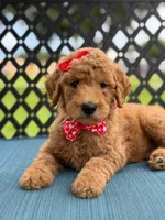 Sassy- F1b Medium , a female Goldendoodle for sale in Frostproof, FL – 7 of 10