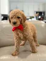 Pickles- F1b Medium , a male Goldendoodle for sale in Frostproof, FL – 3 of 10