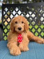 Shiloh- F1b Standard , a male Goldendoodle for sale in Frostproof, FL – 3 of 10