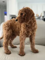Vienna- F1b standard , a female Goldendoodle for sale in Frostproof, FL – 8 of 10