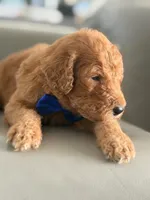 Shiloh- F1b Standard , a male Goldendoodle for sale in Frostproof, FL – 6 of 8