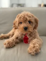 Jet- F1b Mini , a male Goldendoodle for sale in Frostproof, FL – 9 of 10