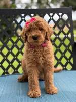 Giggles- F1b Medium , a female Goldendoodle for sale in Frostproof, FL – 10 of 10