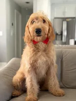 Apollo- F1 mini , a male Goldendoodle for sale in Frostproof, FL – 10 of 10