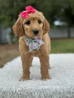 Aurora- F1 mini , a female Goldendoodle for sale in Frostproof, FL – 7 of 10