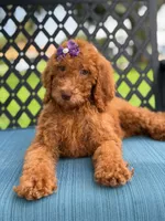 Sabrina- F1b Standard , a female Goldendoodle for sale in Frostproof, FL – 8 of 9