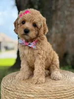 Daisy- F1b Toy, a female Goldendoodle for sale in Frostproof, FL – 10 of 10