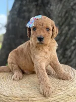 Lennon- F1b Medium , a female Goldendoodle for sale in Frostproof, FL – 8 of 10