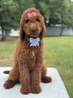Camille- F1b Standard, a female Goldendoodle for sale in Frostproof, FL – 9 of 10