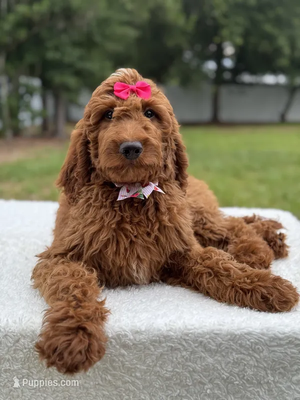 Cupcake- F1b Standard  – Goldendoodle puppy for sale in Frostproof, FL
