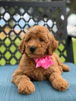 Lulú- F1b Medium , a female Goldendoodle for sale in Frostproof, FL – 10 of 10