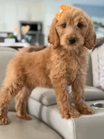 Lilah- F1b Medium, a female Goldendoodle for sale in Frostproof, FL – 10 of 10