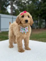 Reese- F1b Medium, a female Goldendoodle for sale in Frostproof, FL – 3 of 10