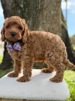 Scooby- F1b Toy , a male Goldendoodle for sale in Frostproof, FL – 10 of 10