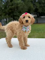 Reese- F1b Medium, a female Goldendoodle for sale in Frostproof, FL – 4 of 10