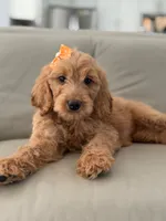 Lilah- F1b Medium, a female Goldendoodle for sale in Frostproof, FL – 4 of 10