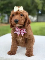 Tiana- F1b Mini , a female Goldendoodle for sale in Frostproof, FL – 3 of 10