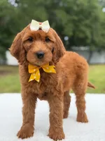 Willow- F1b Medium, a female Goldendoodle for sale in Frostproof, FL – 9 of 10