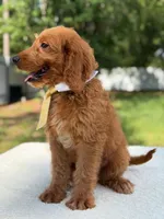 Aspen- F1 mini , a male Goldendoodle for sale in Frostproof, FL – 8 of 10