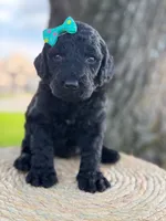 Alora- F1b Standard , a female Goldendoodle for sale in Frostproof, FL – 3 of 10